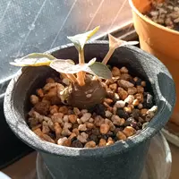 ドルステニア・ラブラニーの基本情報・育て方｜多肉植物・サボテン図鑑