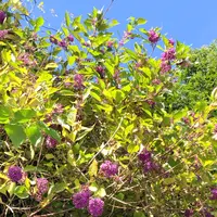 ムラサキシキブ（原種） ムラサキシキブの種類（原種、品種）｜植物図鑑｜みんなの趣味の園芸