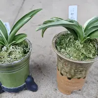 オモト（万年青）の写真｜植物図鑑｜みんなの趣味の園芸