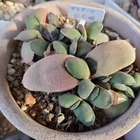 ガステリア臥牛錦の基本情報・育て方｜多肉植物・サボテン図鑑