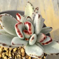 カランコエ'野うさぎ'の基本情報・育て方｜多肉植物・サボテン図鑑