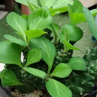 ユーフォルビア・ホリダの基本情報・育て方｜多肉植物・サボテン図鑑