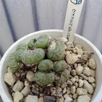 コノフィツム・ウィッテベルゲンセの基本情報・育て方｜多肉植物