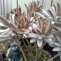 カランコエ'野うさぎ'の基本情報・育て方｜多肉植物・サボテン図鑑