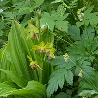 エビネ（春咲き）の育て方・栽培方法｜植物図鑑｜みんなの趣味の園芸