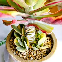カランコエ'孫悟空'の基本情報・育て方｜多肉植物・サボテン図鑑