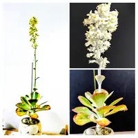 カランコエ月兎耳の基本情報・育て方｜多肉植物・サボテン図鑑
