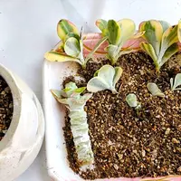 カランコエ'野うさぎ'の基本情報・育て方｜多肉植物・サボテン図鑑