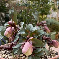 加藤農園に行ってきました｜園芸日記by金子 明人｜みんなの趣味の園芸