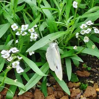 アリッサムの種類（原種、品種）｜植物図鑑｜みんなの趣味の園芸（NHK