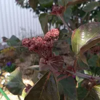ハクサンボクの種類（原種、品種）｜植物図鑑｜みんなの趣味の園芸