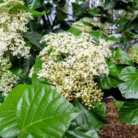 ハクサンボクの種類（原種、品種）｜植物図鑑｜みんなの趣味の園芸