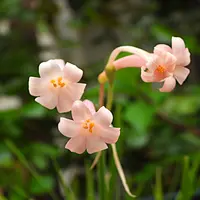 キルタンサスとは｜育て方がわかる植物図鑑｜みんなの趣味の園芸（NHK
