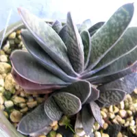 ガステリア臥牛錦の基本情報・育て方｜多肉植物・サボテン図鑑