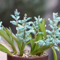 ラケナリアとは｜育て方がわかる植物図鑑｜みんなの趣味の園芸（NHK出版）