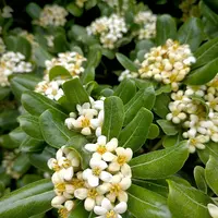 ラ*ク様 3577☘️蕾花付☘️極上☘️⭐️原生地採取⭐️croaticus⭐️ クリスマスローズの原種（H.クロアチクス）｜園芸日記by野々口稔