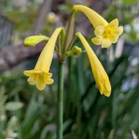 キルタンサスとは｜育て方がわかる植物図鑑｜みんなの趣味の園芸（NHK