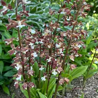 エビネ（春咲き）の写真｜植物図鑑｜みんなの趣味の園芸