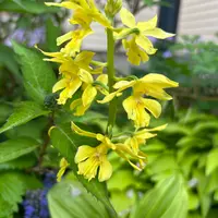 エビネ（春咲き）の育て方・栽培方法｜植物図鑑｜みんなの趣味の園芸