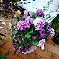 クリスマスローズの原種（H.ムルチフィダス・ヘルツェゴヴィヌス