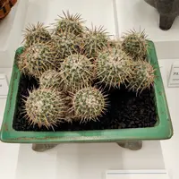 アストロフィツム三角鸞鳳玉（サンカクランポー玉）の基本情報・育て方