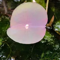 ハスの育て方・栽培方法｜植物図鑑｜みんなの趣味の園芸（NHK出版）