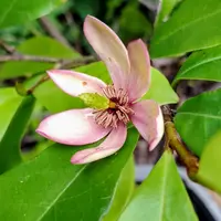 カラタネオガタマとは｜育て方がわかる植物図鑑｜みんなの趣味の園芸