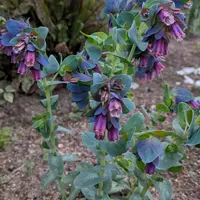 セリンセ・マヨールの種類（原種、品種）｜植物図鑑｜みんなの趣味の