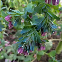 セリンセ・マヨールの種類（原種、品種）｜植物図鑑｜みんなの趣味の