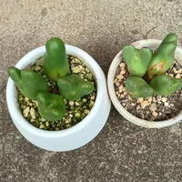 コノフィツムとは｜育て方がわかる植物図鑑｜みんなの趣味の園芸（NHK