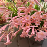 キルタンサスの写真｜植物図鑑｜みんなの趣味の園芸