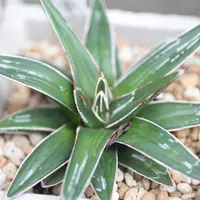 アガベ'ブルー・グロー'の基本情報・育て方｜多肉植物・サボテン図鑑