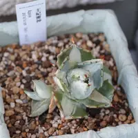 アガベ・ユタエンシス・エボリスピナの基本情報・育て方｜多肉植物