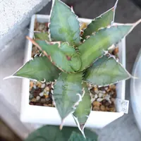 アガベ・ユタエンシス・エボリスピナの基本情報・育て方｜多肉植物