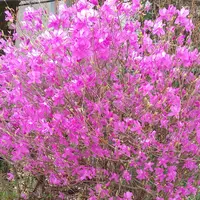 ミツバツツジの種類（原種、品種）｜植物図鑑｜みんなの趣味の園芸