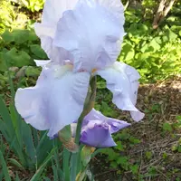 ジャーマンアイリスとは｜育て方がわかる植物図鑑｜みんなの趣味の園芸