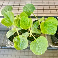 ヒョウタンの育て方・栽培方法｜植物図鑑｜みんなの趣味の園芸（NHK出版）
