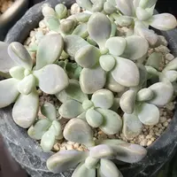 グラプトペタルム'ダルマ秋麗'の基本情報・育て方｜多肉植物・サボテン
