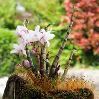 セッコクとは｜育て方がわかる植物図鑑｜みんなの趣味の園芸（NHK出版）