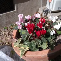 シャガール」加藤農園「2019.2.15第17回クリスマスローズの世界展」の