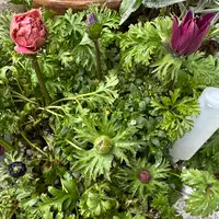 八咫烏』加藤農園「第16回クリスマスローズの世界展」のアルバム