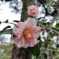 クリスマスローズの原種（H.ムルチフィダス・ヘルツェゴヴィヌス