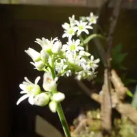 タンチョウソウとは｜育て方がわかる植物図鑑｜みんなの趣味の園芸
