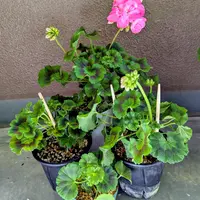 今花がないので 参考にしておきますゼラニウム3種 今花がないので 参考にしておきますゼラニウム3種 【公式通販】