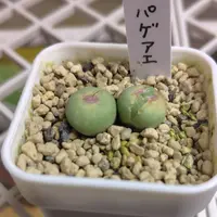 コノフィツムとは｜育て方がわかる植物図鑑｜みんなの趣味の園芸（NHK