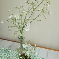 カスミソウの写真｜植物図鑑｜みんなの趣味の園芸