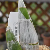 カタセタムの種類（原種、品種）｜植物図鑑｜みんなの趣味の園芸（NHK