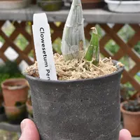 カタセタムの育て方・栽培方法｜植物図鑑｜みんなの趣味の園芸（NHK出版）