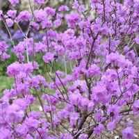 ミツバツツジの種類（原種、品種）｜植物図鑑｜みんなの趣味の園芸