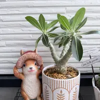 パキポディウム'タッキー'の基本情報・育て方｜多肉植物・サボテン図鑑